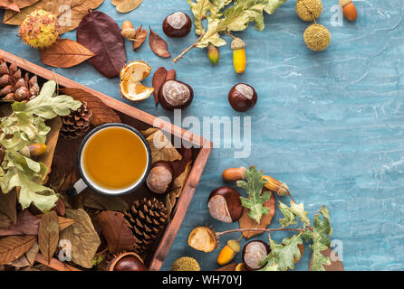 Mise à plat d'une composition pour vacances d'automne des cartes de vœux. Pommes de Pin, branches de chêne, tasse de thé, les glands, feuilles, châtaignes dans une boîte en bois sur le Bleu t Banque D'Images