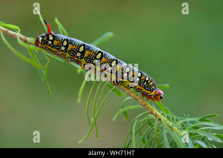 Spurge Hawk-moth - Hyles euphorbiae, couleur magnifique hawk-moth de forêts européennes, en République tchèque. Banque D'Images