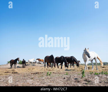 Chevaux en plusieurs couleurs sur l'île de Norderney allemande près de paysage de dunes under blue sky Banque D'Images