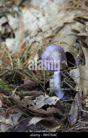 Champignons sauvages des forêts du Maine Banque D'Images