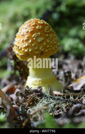 Champignons sauvages des forêts du Maine Banque D'Images