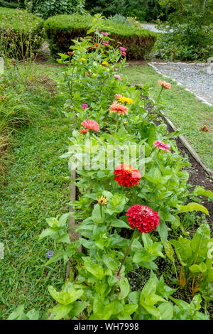 Zinnia elegans notamment benary's giant et la Californie géant de jardin surélevée Banque D'Images