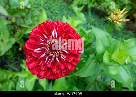 Belle couleur rouge Zinnia elegans benary's giant in garden Banque D'Images