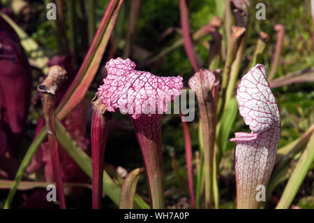 Sydney, Australie, la sarracénie pourpre ou trompette pitcher avec capot blanc avec nervures rouges. Banque D'Images