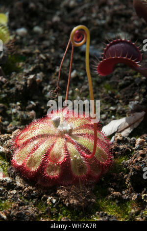 Sydney, Australie, Drosera admirabilis ou flottante rossolis avec tige florale se détendre Banque D'Images