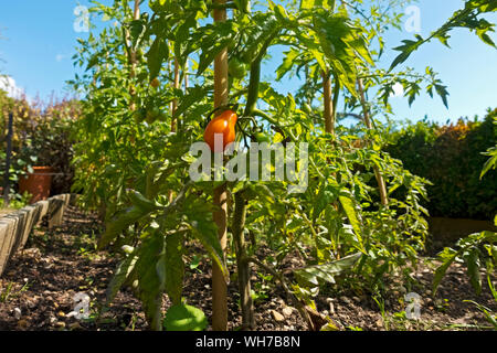 Poire rouge tomates plante de tomate plantes poussant vers le haut des cannes de jardin en été dehors de l'Angleterre Royaume-Uni Grande-Bretagne Banque D'Images