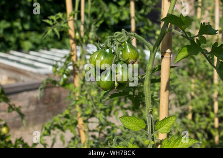 Gros plan d'une barre de tomates poire plantes végétales poussant vers le haut de Cannes de jardin en plein air en été Angleterre Royaume-Uni Grande-Bretagne Banque D'Images