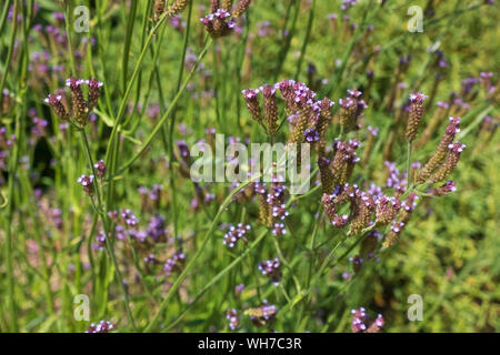 Gros plan de fleurs de verveine violette fleuries dans la frontière herbacée en été Angleterre Royaume-Uni Grande-Bretagne Banque D'Images