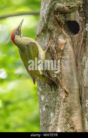 La nature, Suisse, sauvages, oiseaux, Pic, Picus viridis Banque D'Images