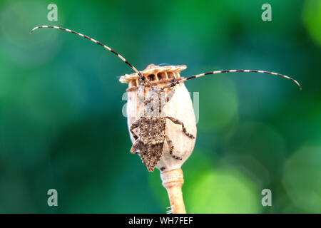 Acanthocinus reticulatus, Suisse, Nature, insecte coléoptère longicorne,,, Banque D'Images