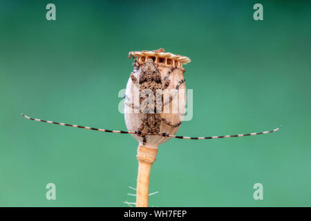 Acanthocinus reticulatus, Suisse, Nature, insecte coléoptère longicorne,,, Banque D'Images