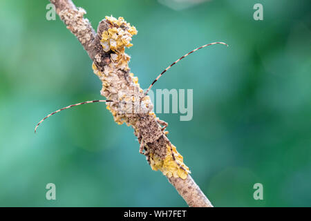 Acanthocinus reticulatus, Suisse, Nature, insecte coléoptère longicorne,,, Banque D'Images