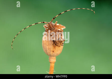 Acanthocinus reticulatus, Suisse, Nature, insecte coléoptère longicorne,,, Banque D'Images