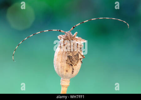 Acanthocinus reticulatus, Suisse, Nature, insecte coléoptère longicorne,,, Banque D'Images