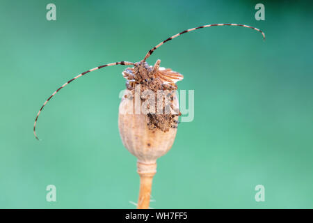 Acanthocinus reticulatus, Suisse, Nature, insecte coléoptère longicorne,,, Banque D'Images