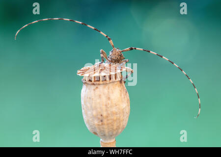 Acanthocinus reticulatus, Suisse, Nature, insecte coléoptère longicorne,,, Banque D'Images