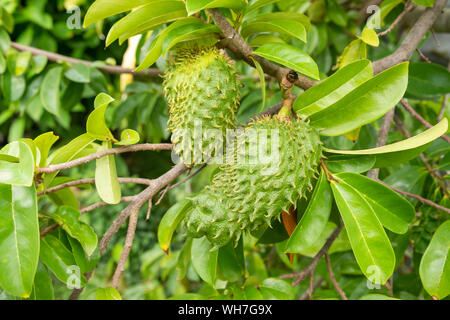 Corossol fruits sur leurs arbres, en Martinique. Banque D'Images