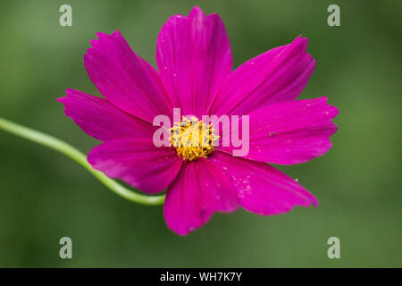 Libre d'une seule fleur Cosmos rose vif avec un fond vert. Banque D'Images