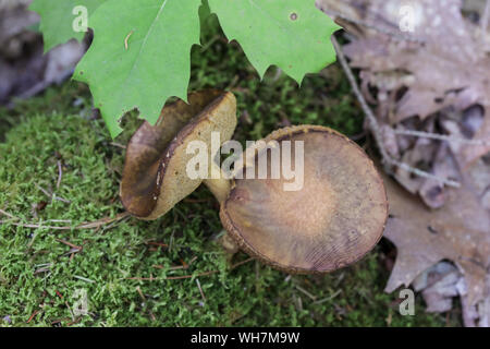 Champignons sauvages des forêts du Maine Banque D'Images