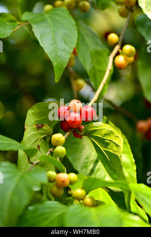 Rukam Masam est une sorte de type rouge cerise fruit qui pousse sur les arbres Banque D'Images