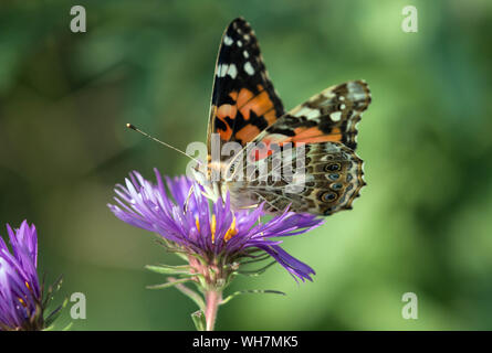 Gros plan du papillon belle dame se nourrissant d'Aster ponceau (Vanessa cardui) pendant la migration d'automne,Canada Banque D'Images