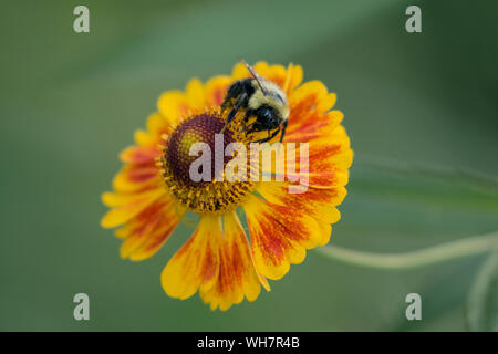 Gros plan du bourdon occupé rouge et jaune coloré pollinisateurs Sneezeweed fleurs en été,Québec,Canada Banque D'Images