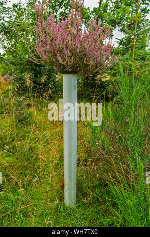 HEATHER Calluna vulgaris GRANDIR À TRAVERS UN TUBE D'abri d'arbres à la fin de l'été l'ECOSSE HIGHLANDS Banque D'Images