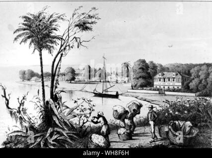 1854 Plantation de coton du sud Banque D'Images