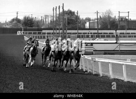 Course à la Norbanque Race Track, Edmonton, Alberta, Canada. Encyclopédie canadienne du cheval page 92.. . Banque D'Images