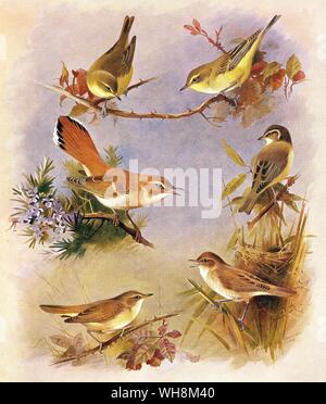 Saule de Radde orangée. Bush roux Robin. Olivaceous Warbler. Icterine Warbler. Marsh Warbler Paruline et Reed Banque D'Images