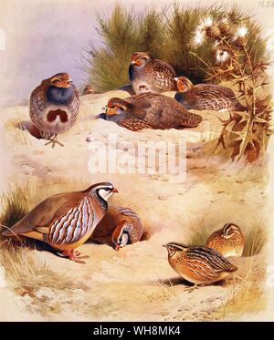 Perdrix commune. La caille et la perdrix à pattes rouges Banque D'Images