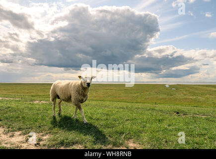 Tossens, Allemagne. 09Th Sep 2019. Un mouton se dresse sur la digue sous ciel nuageux. Credit : Mohssen Assanimoghadddam/dpa/Alamy Live News Banque D'Images