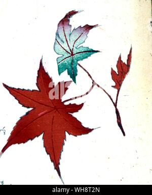 Une feuille d'érable. 1898. Banque D'Images