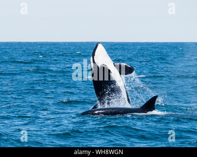 Épaulard (Orcinus orca) violer dans le sanctuaire marin national de la baie de Monterey, Californie, États-Unis d'Amérique, Amérique du Nord Banque D'Images