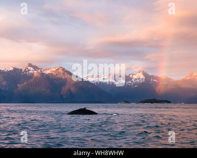 Baleine à bosse (Megaptera novaeangliae) au coucher du soleil avec rainbow à Glacier Bay National Park, Alaska, États-Unis d'Amérique, Amérique du Nord Banque D'Images