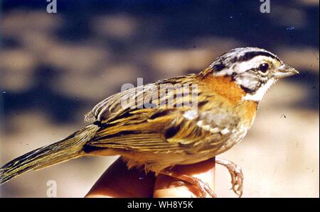 Un collier roux Sparrow Zonotrichia capensis Banque D'Images