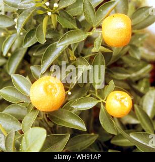 Les satsumas/Citrus mitis Banque D'Images