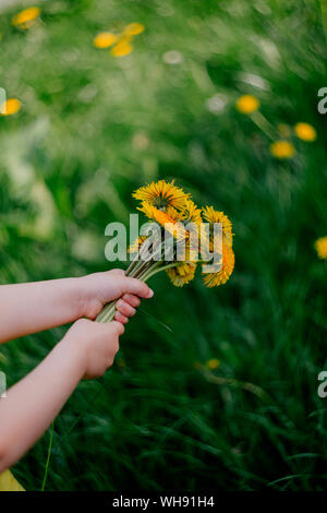 Little girl's hand holding pissenlits Banque D'Images