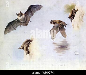 Daubenton's Bat, Natterer's Bat Banque D'Images