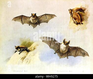 L'Daubenton Bat et bat du Natterer Banque D'Images