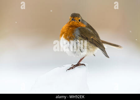 European robin (Erithacus rubecula aux abords), en hiver, Kent, Angleterre, Royaume-Uni, Europe Banque D'Images