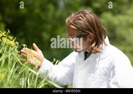 Chercheur dans un laboratoire d'enduire les abeilles et les plantes à l'extérieur
