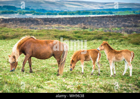 Deux poney Dartmoor poulain avec mare dans le parc national du Dartmoor dans le Devon, Angleterre, Royaume-Uni, Europe Banque D'Images