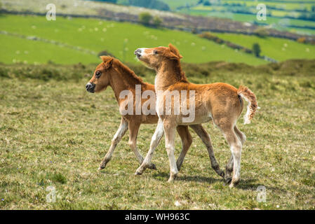 Deux poney Dartmoor poulain dans le parc national du Dartmoor dans le Devon, Angleterre, Royaume-Uni, Europe Banque D'Images