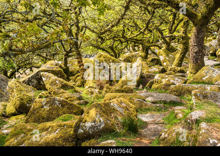 Chênes sessiles et moss en Wistman's Wood, Dartmoor, dans le Devon, Angleterre, Royaume-Uni, Europe Banque D'Images