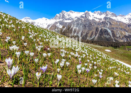 La floraison de Crocus nivea à Val Fex (vallée de Fex), Canton des Grisons, Engadine (Grisons), Suisse, Europe Banque D'Images