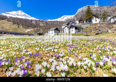 La floraison de Crocus nivea à Bosco Gurin, Vallemaggia, Canton du Tessin, Suisse, Europe Banque D'Images