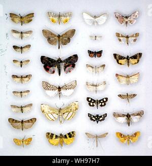 Papillons papillons/- (première rangée du haut vers le bas) Galleria melonella, Palpita unionalis, Apomyelois bistriatella, Plodia interpunctella, Pampelia formosa, Ephestia elutella, Ephistia Nomophila noctuella kuehniella, Aulacodes, splendens - (deuxième ligne de haut en bas) Dichocrocis zebralis Filodes fulvidorsalis, Hyblaea, sanguinea, Rhodoneura osacesalis limatula, Herdonia, Stericta flammealis - (troisième ligne de haut en bas), Filodes fulvidorsalis Palpita unionalis Pyrausta, daphalis Etiella zinckenella, Crambus, occidentalis, Anania funebris, Thyris lugubralis Agdistis, bennetii, (quatrième rangée haut de Banque D'Images