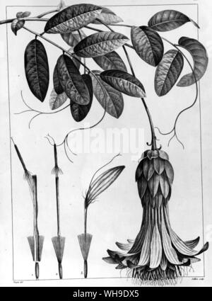 Mutisa grandiflora de plantes equinoxiales par Humboldt et Bonpland, et Don Jose Celestino Mutis, pour qui le genre a été nommé Banque D'Images