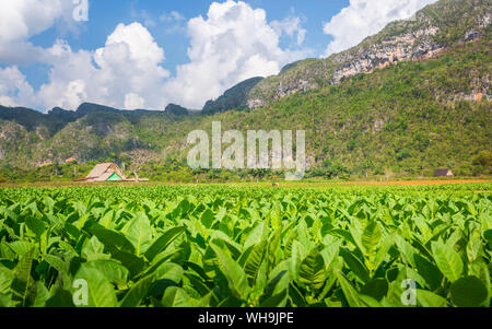 Champ de tabac dans le Parc National de Vinales, UNESCO World Heritage Site, province de Pinar del Rio, Cuba, Antilles, Caraïbes, Amérique Centrale Banque D'Images